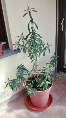 IMG-20190828-WA0001.jpg