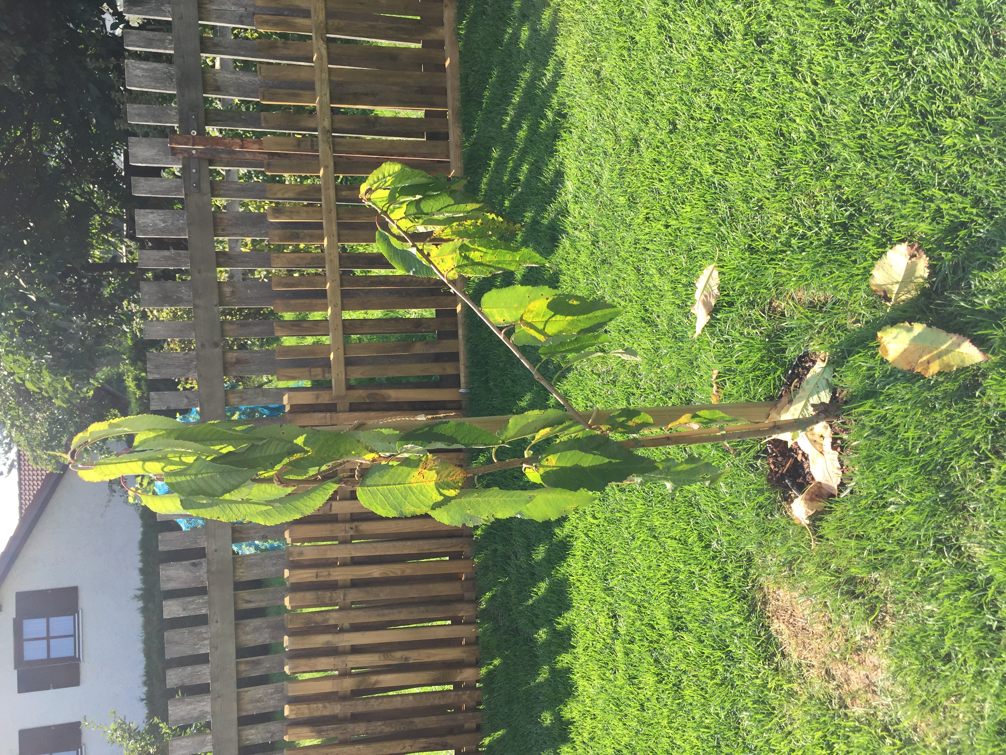 Junger Kirschbaum lässt Blätter hängen - krank? · Pflanzenkrankheiten &  Schädlinge · GREEN24 Pflanzen & Garten Forum