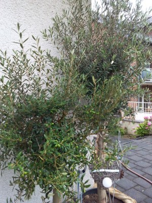 Olive2.jpg