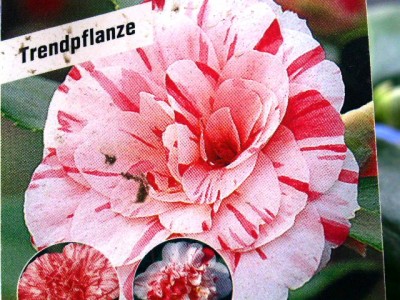 PICT0443.JPG