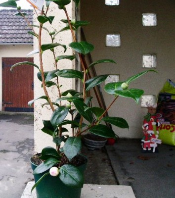 PICT0440.JPG