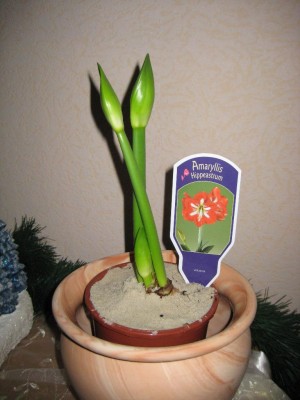 A Rot weiss.jpg