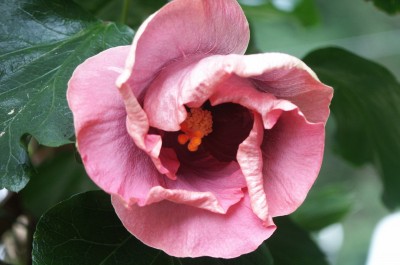 PICT0960.jpg