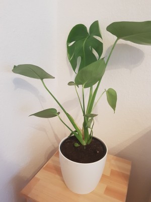 Monstera.Vorher.Klein.jpg