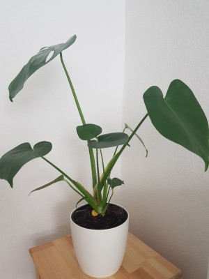 Monstera.Jetzt.Klein.jpg