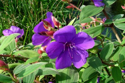 Tibouchina-Blüte.jpg