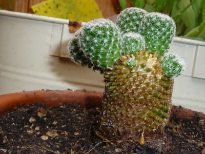 Kaktus1.jpg