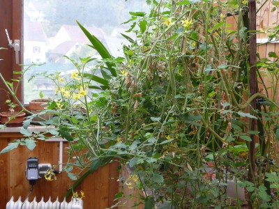 Tomate2709_1.jpg