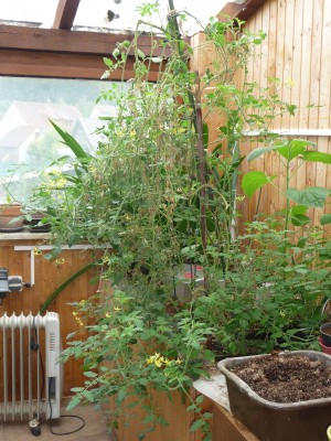 Tomate2709_2.jpg