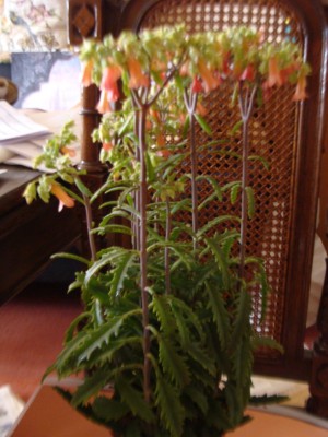 DSC04030a.jpg