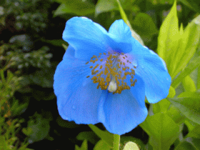 blümchen.gif