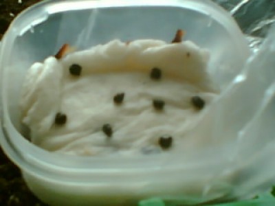 cHilLEr018.jpg