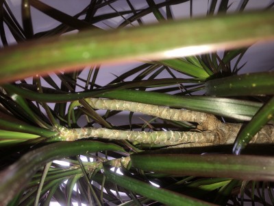 drachenbaum sch�dlinge