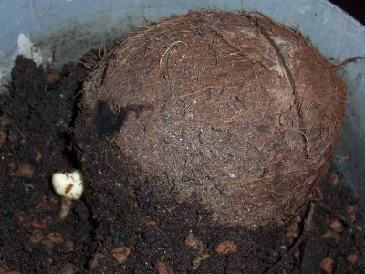 100_6286.JPG
