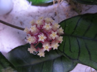 GunungGadingBlüte.jpg