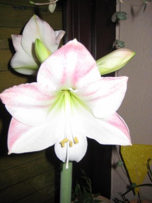 a rosaneue.jpg