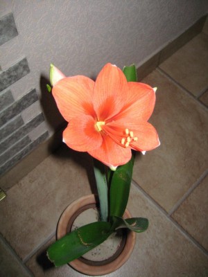 a orangerot.jpg