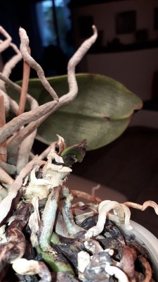 Orchidee_2.jpg