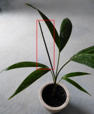 palme1.jpg