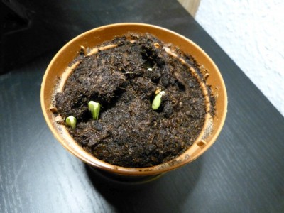 kumquat1.jpg