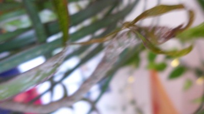 P1050145.JPG