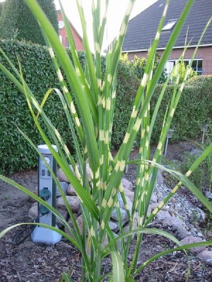 miscanthus_sinensis_zebrinus_1.jpg