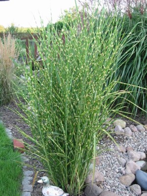 miscanthus_sinensis_zebrinus.jpg