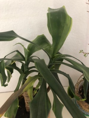 WhatsApp Image 2019-12-04 at 10.34.29.jpeg