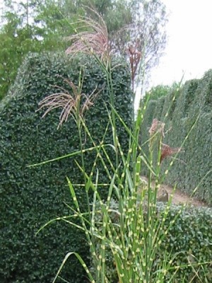 miscanthus_sinensis_zebrinus_6.jpg