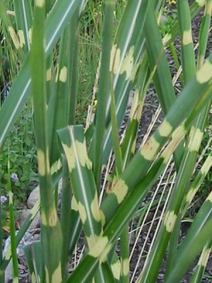 miscanthus_sinensis_zebrinus_5.jpg