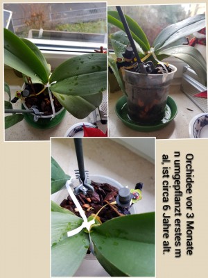 photocollage_2019122113532232.jpg