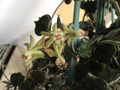 Hoya curtisii.JPG