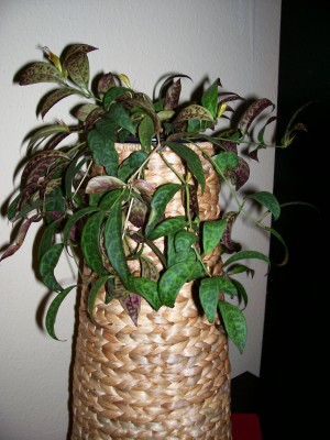 schamblume_vorn.jpg