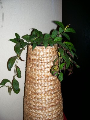 schamblume.jpg