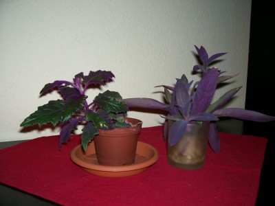 gynura scandens.jpg