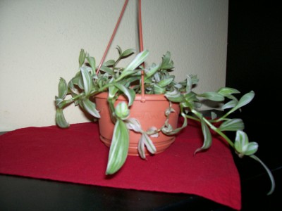 tradescantia.jpg