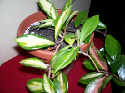 kranzschlinge.jpg