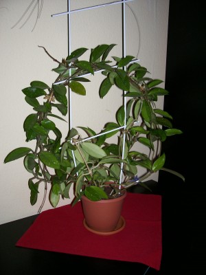 hoya.jpg
