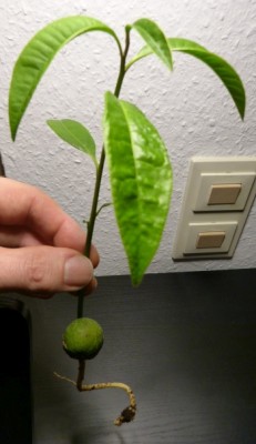 lucuma6.jpg