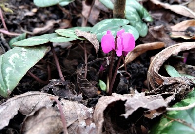 cyclamen (2).jpg