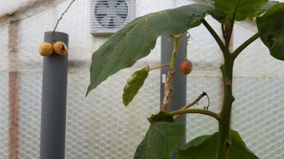 k-Tamarillo.jpg