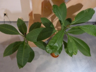 frangipani3.jpg
