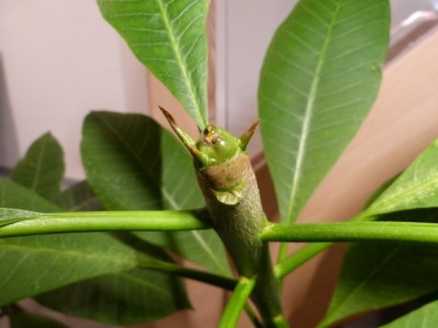 frangipani4.jpg
