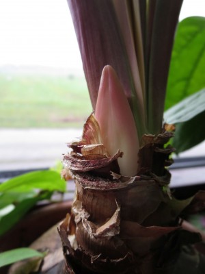 Amaryllis_Chicco020220.jpg