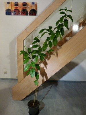 zitronenbaum1.jpg