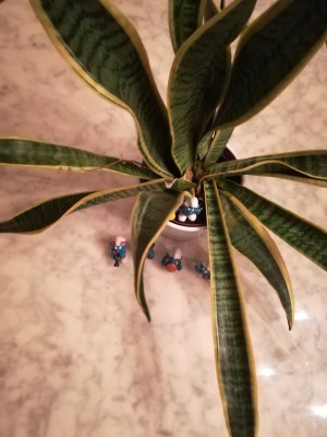 Sansevieria_Abb2.jpg