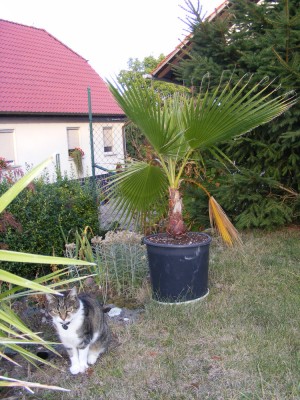 Washingtonia.jpeg