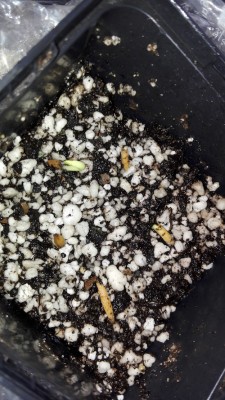 Adenium_5 Tage.jpg