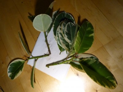 ficus_elastica1.jpg