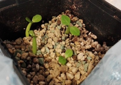 Adenium_11 Tage nach Keimung_1.jpg
